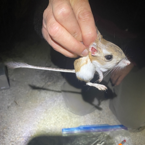 kangaroorat
